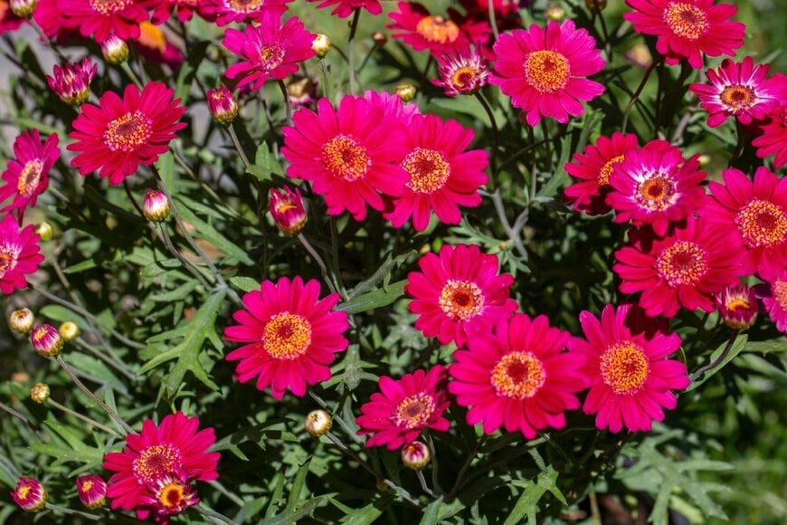 Esin Deniz/shutterstock.com