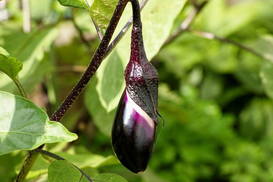 Cindy Ardiyanti/Shutterstock.com