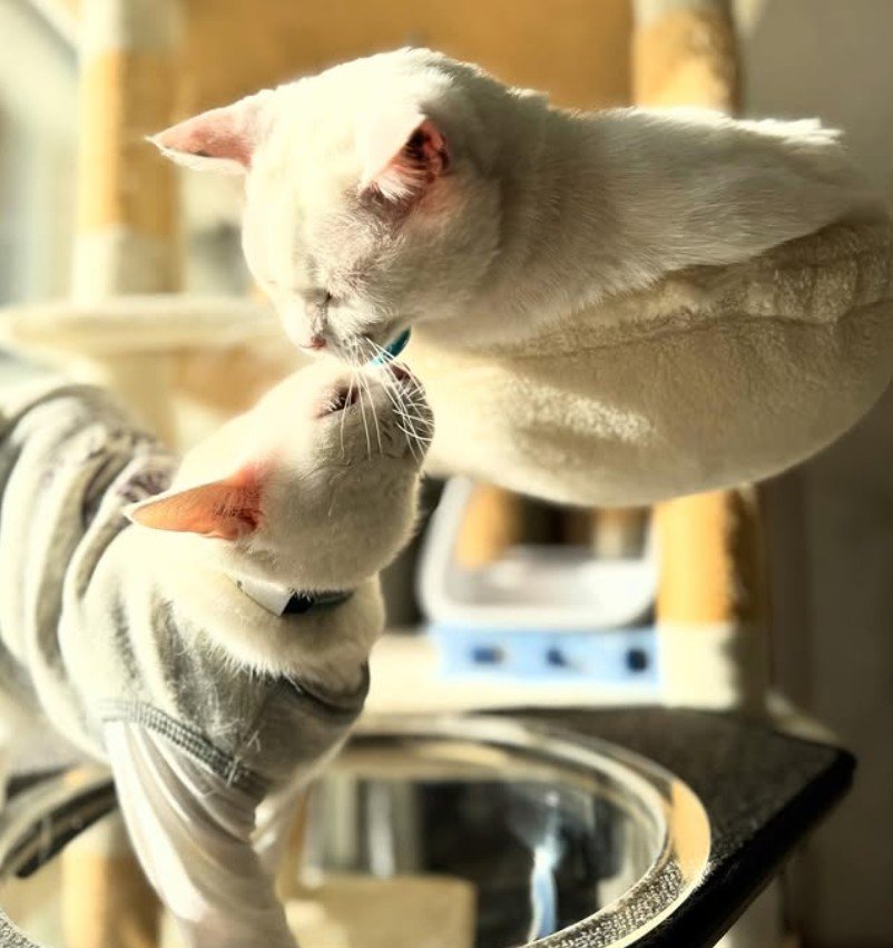 「悪の眼差し」油断した同居猫ちゃんの横で企み顔…？「小悪魔」猫ちゃん登場