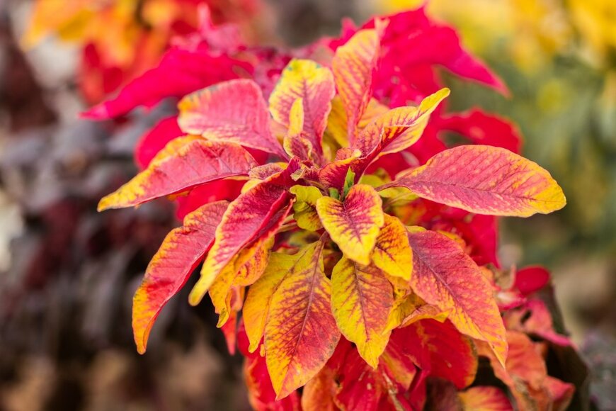 Zulashai/shutterstock.com