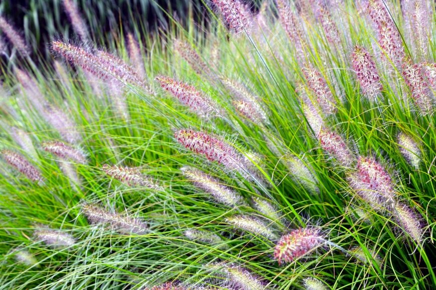 PaulSat/shutterstock.com