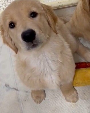 出所：@pu_channeldesu