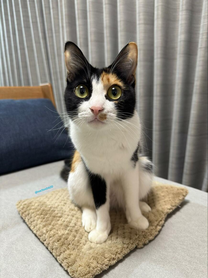 出所：@nachos0420