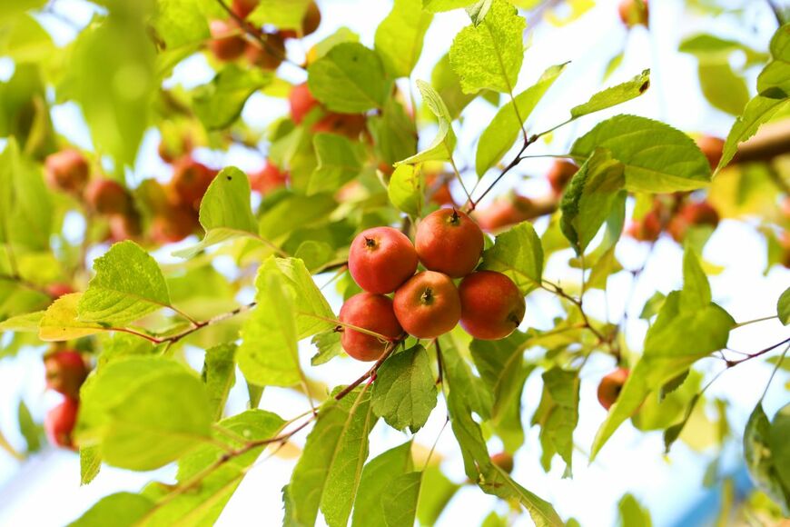 kim gyu sik/shutterstock.com