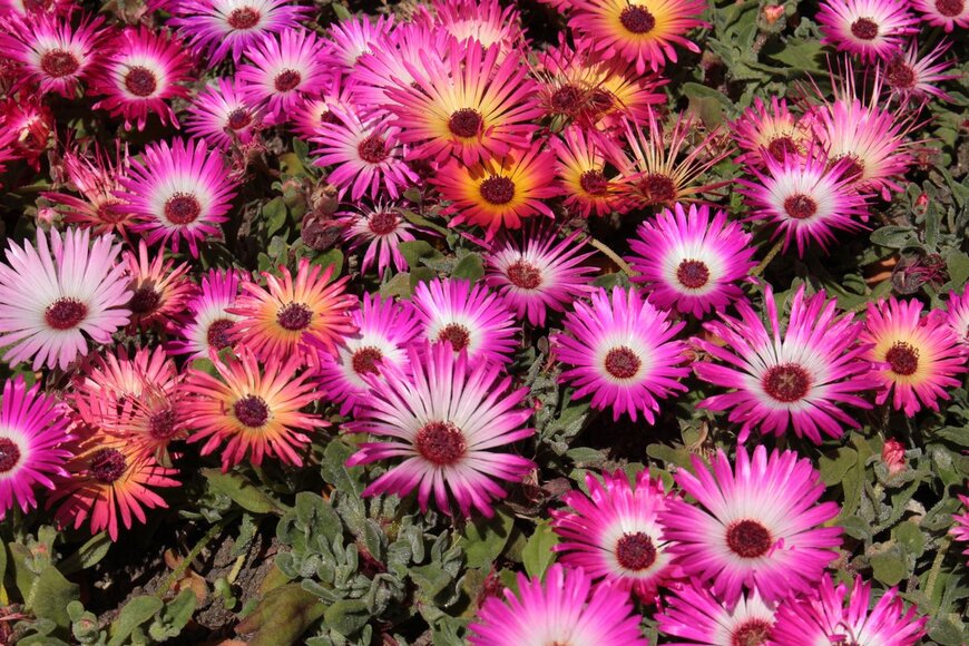 RukiMedia/Shutterstock.com