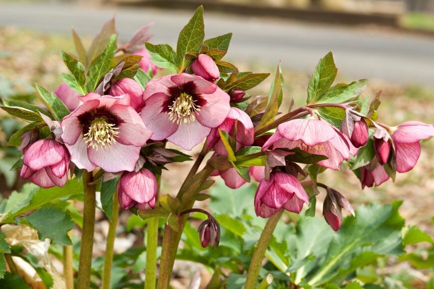 クリスマスローズ　Billy_Fam/istockphoto.com