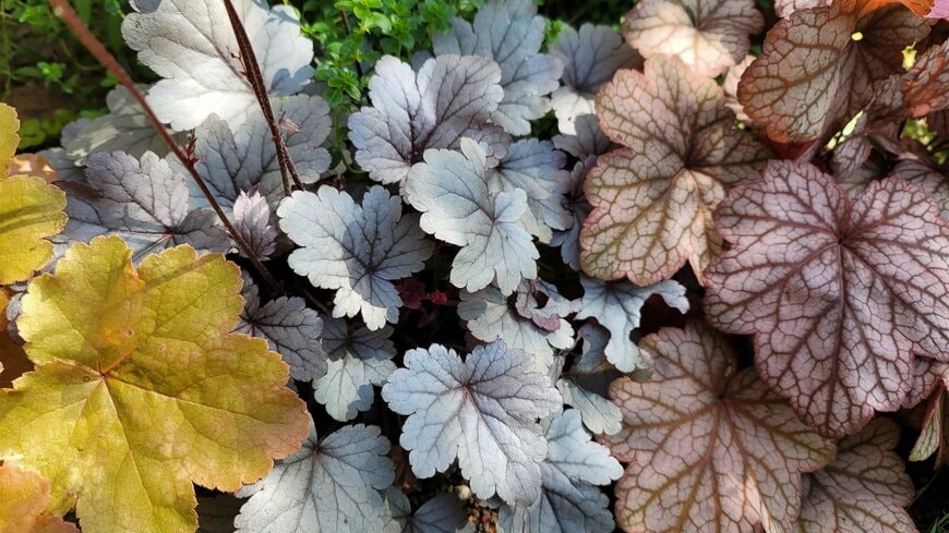 「日影」はもちろん「日なた」でも！モリモリ育つグランドカバー〈ヒューケラドルチェ〉が素敵。「明るいグリーン」や「シックな銅葉」も！