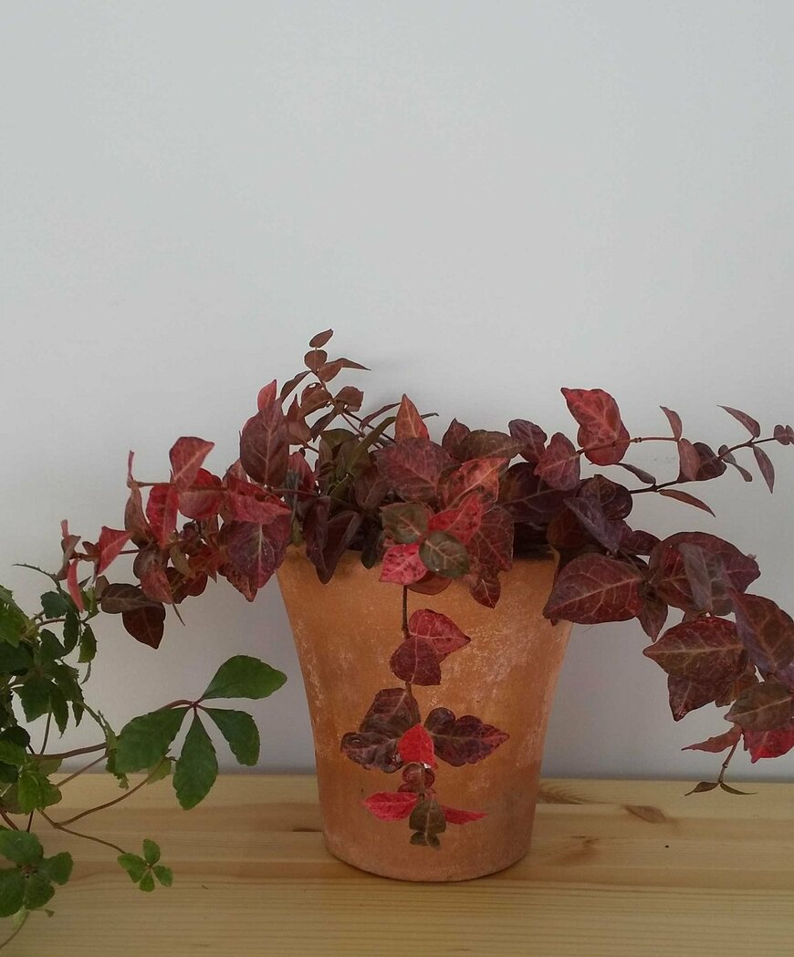 初雪カズラ（LIMO編集部）