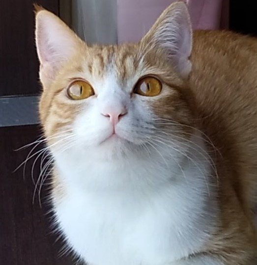 出所：@mero627puri914