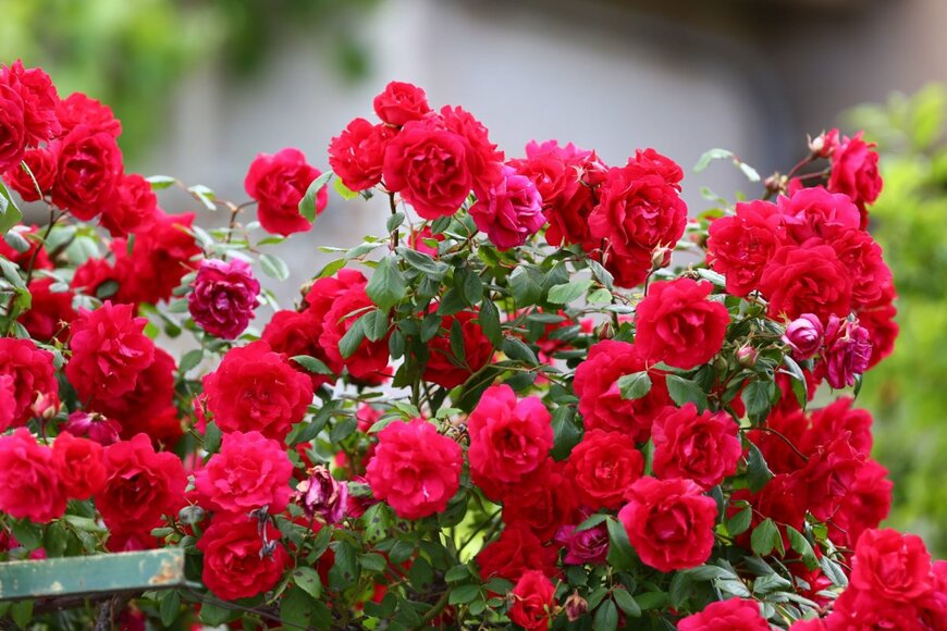 witaker/shutterstock.com