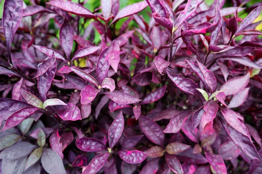 Kojan Picture/shutterstock.com