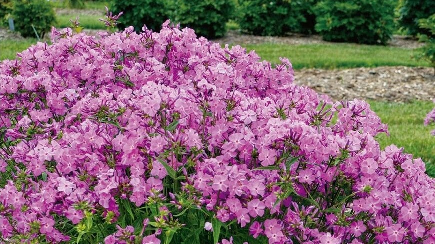 春から、たくさんの花を長く楽しめる〈注目の花〉3つ。「ナチュラルガーデン」のアクセントに。庭や玄関が1鉢で華やかに！