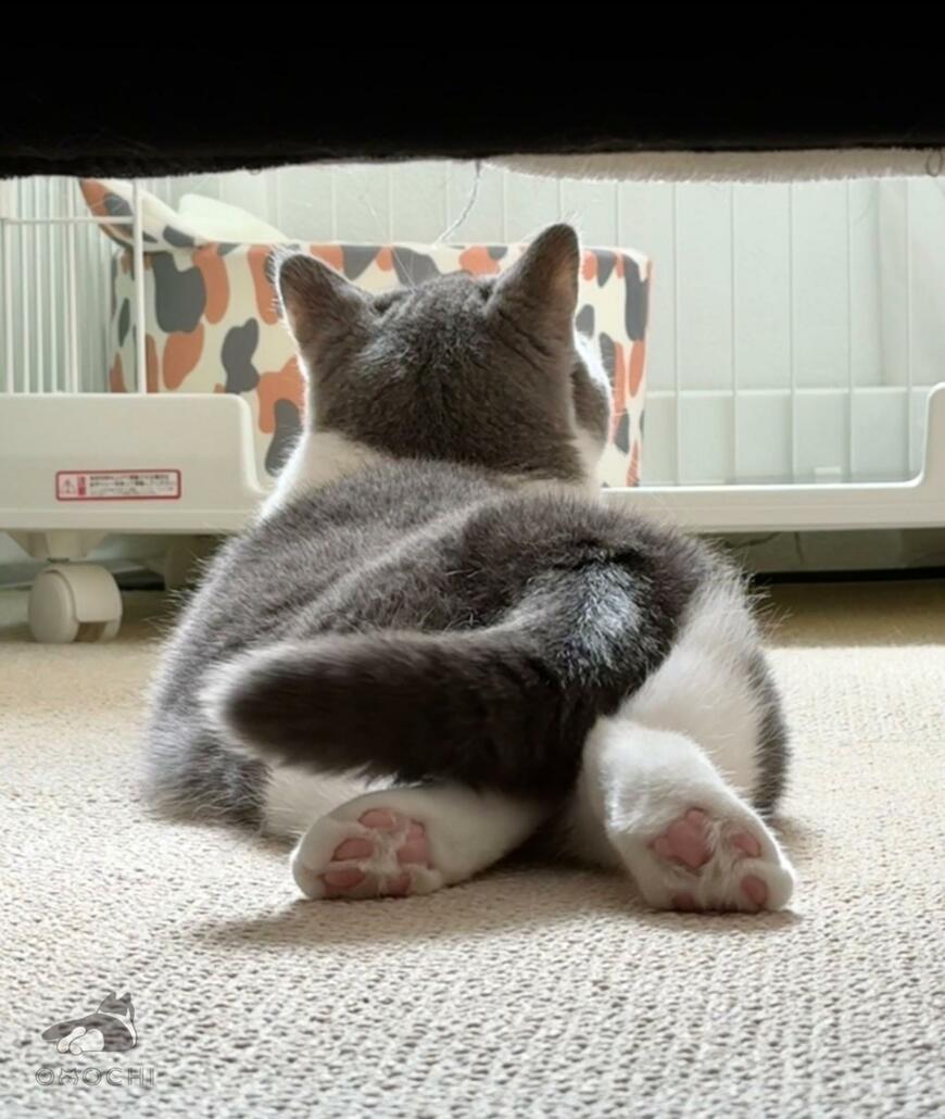猫の後ろ姿を撮影していたら　まさかのリアクションが悶絶級