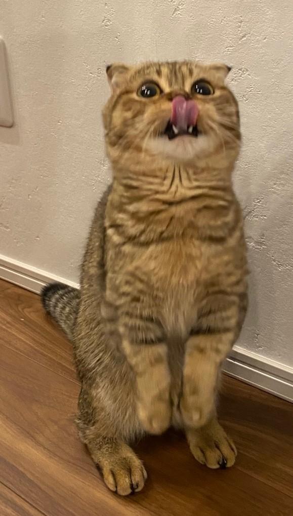 出所：@ponpokopontanu