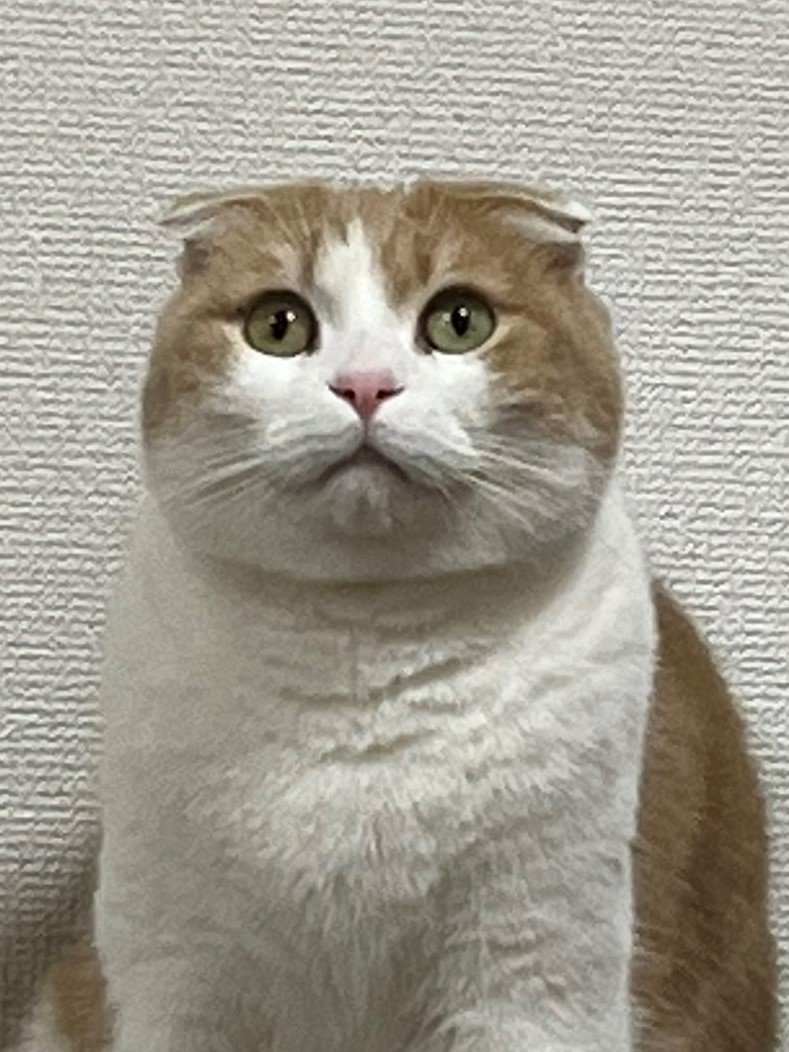 出所：@torotolo106106