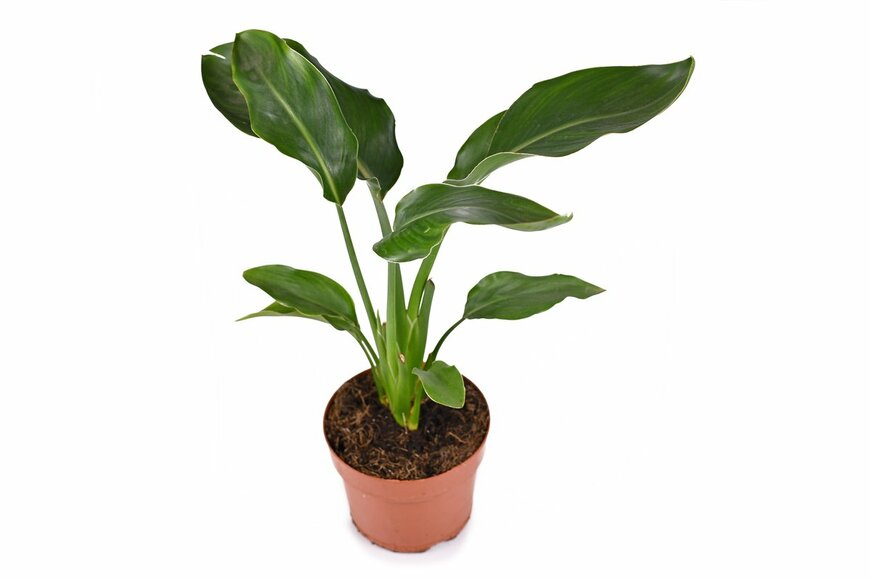 Shadow Inspiration/Shutterstock.com