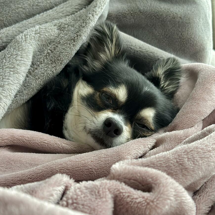 出所：@gomachihuahua