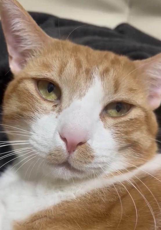 出所：@Neko2Obasan