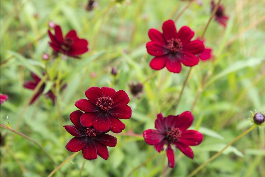 seramo/shutterstock.com