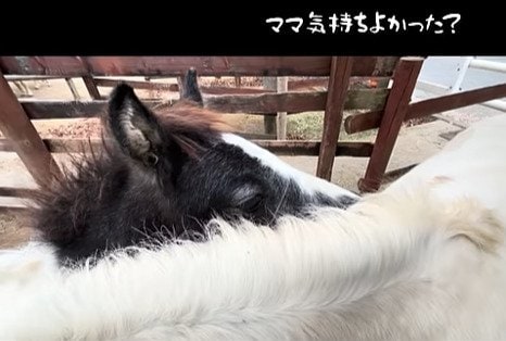 出所：@tobuzookeeperch