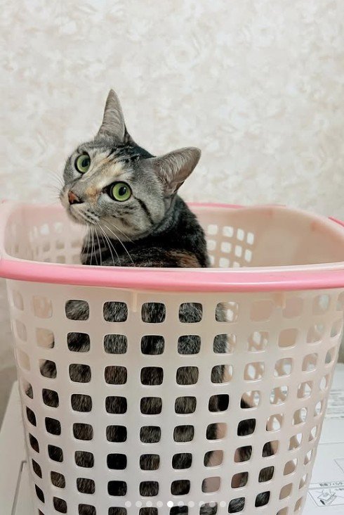 出所：@hikaitimilky