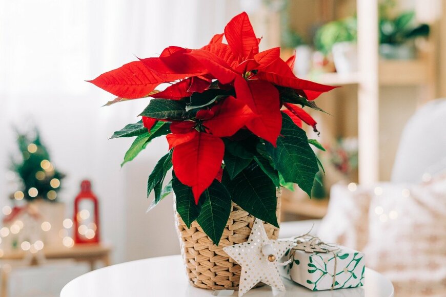 Anna Ostanina/istockphoto.com