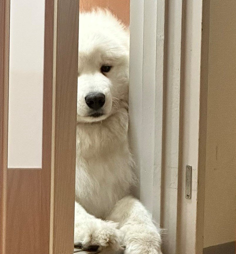 出所：@samoedsoran