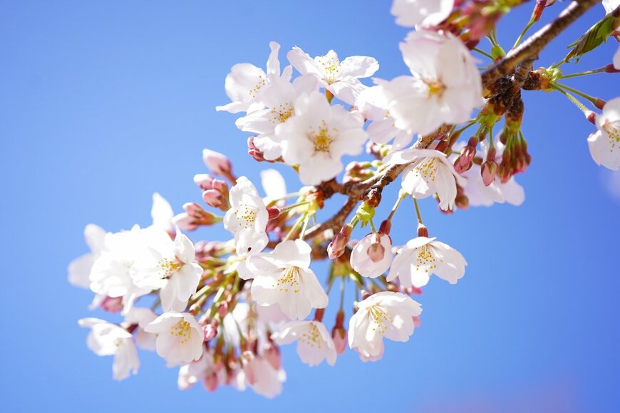 Kinusara/Shutterstock.com