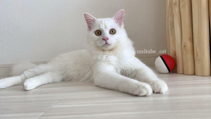 出所：@meltube_cat 