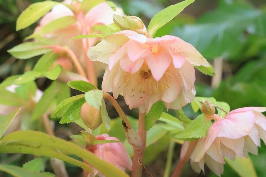 淡いピンク色の花を咲かせているクリスマスローズ、ピンクダブル