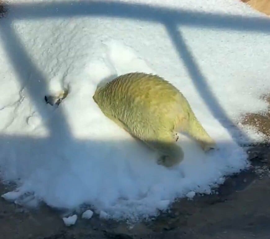 神戸市立王子動物園