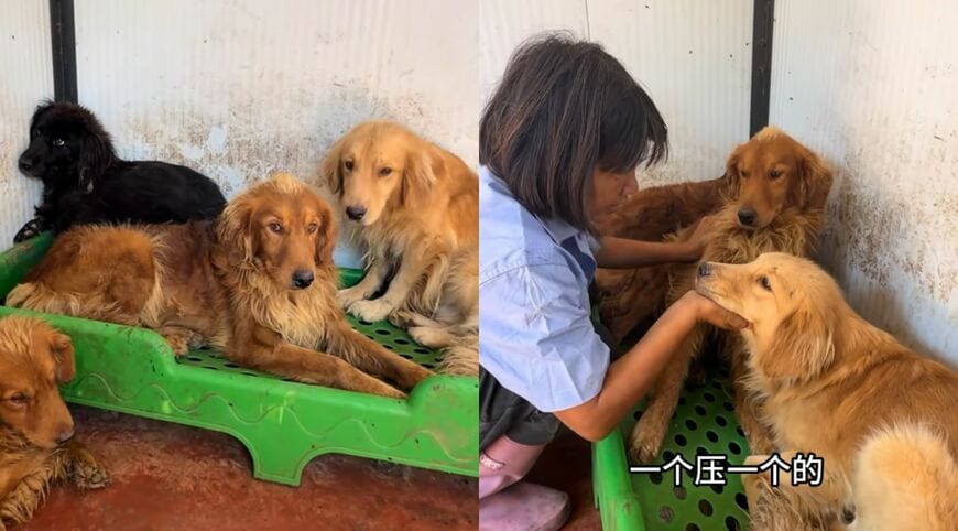 スタッフに撫でられ、身を寄せ合う犬たち