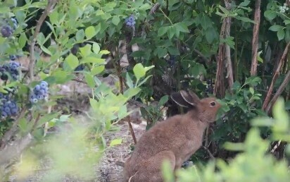 ブルーベリーを食べるうさぎ
