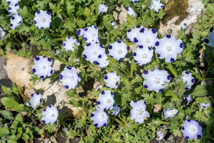 紫と白のツートーンの花を咲かせているネモフィラ