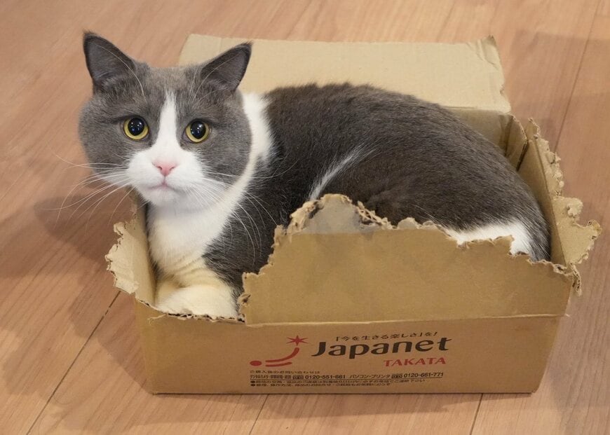 “フィット”するのが好きな猫ちゃん