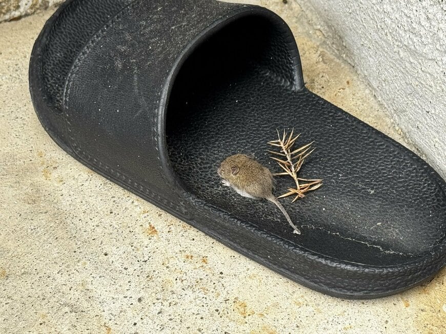 スリッパの中にいた小さなネズミ