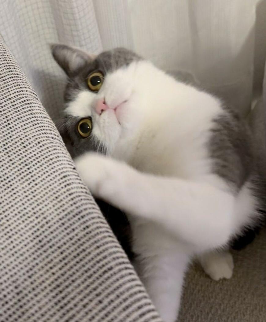 まん丸おめめの猫