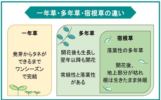 多年草・宿根草ってどんな植物?