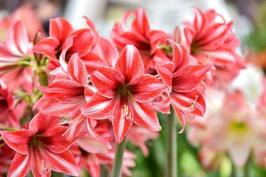 アマリリスの花。色はオレンジがかったピンク