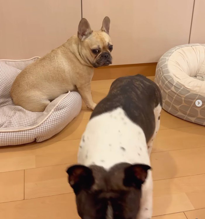 フレンチブルドッグ