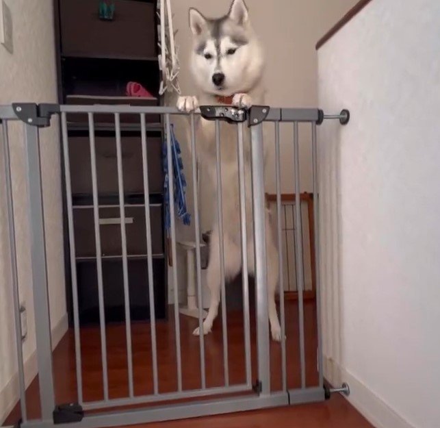 ゲートの前のハスキー犬