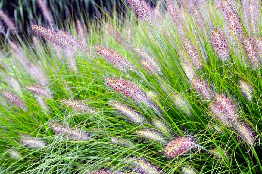 赤みを帯びたふわふわの花穂をつけている、ペニセタム