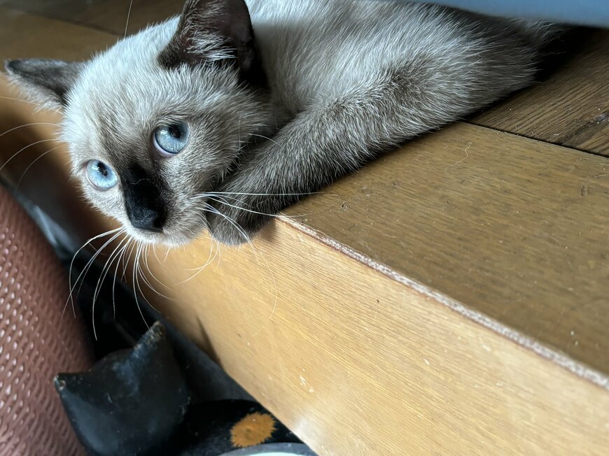 慎重にあたりを見渡す猫