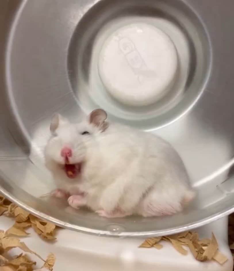 怒るハムスター