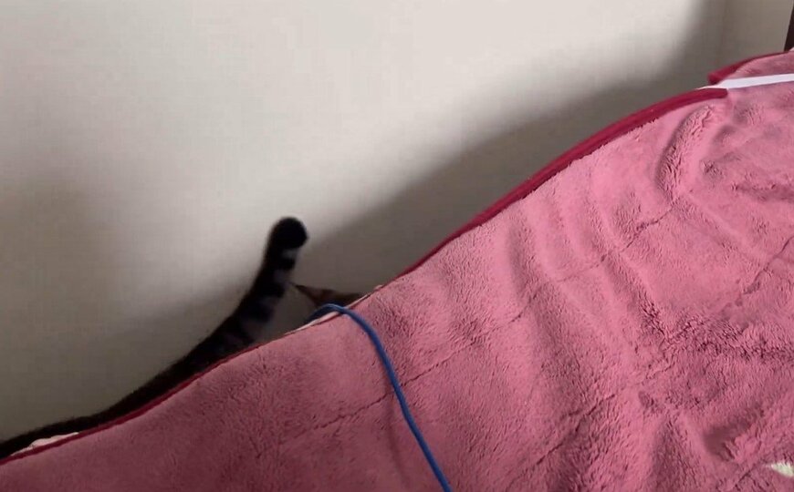 じゃれ合う2匹のキジトラ猫