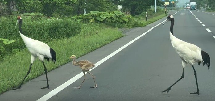 無事に渡ったようです