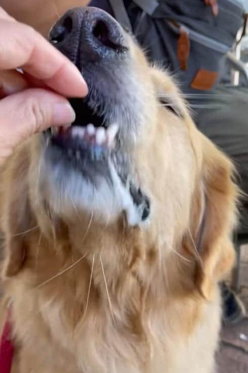 おやつを食べる犬