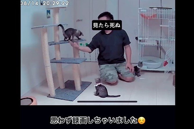 ママさん帰省中に猫を世話するパパさん
