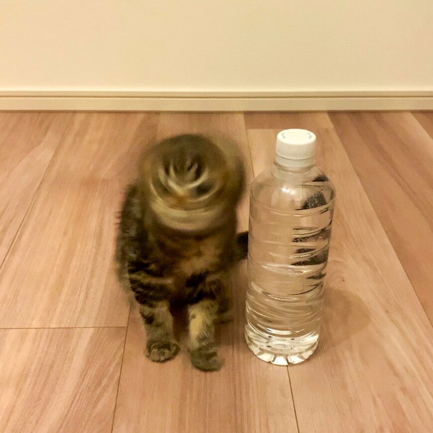 ペットボトルと猫