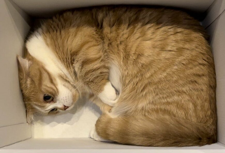 かくれんぼする猫